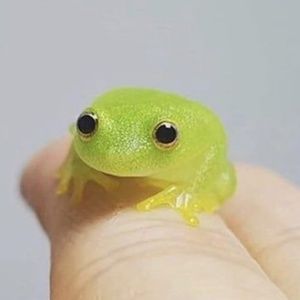 Meet your Posher, Ebony